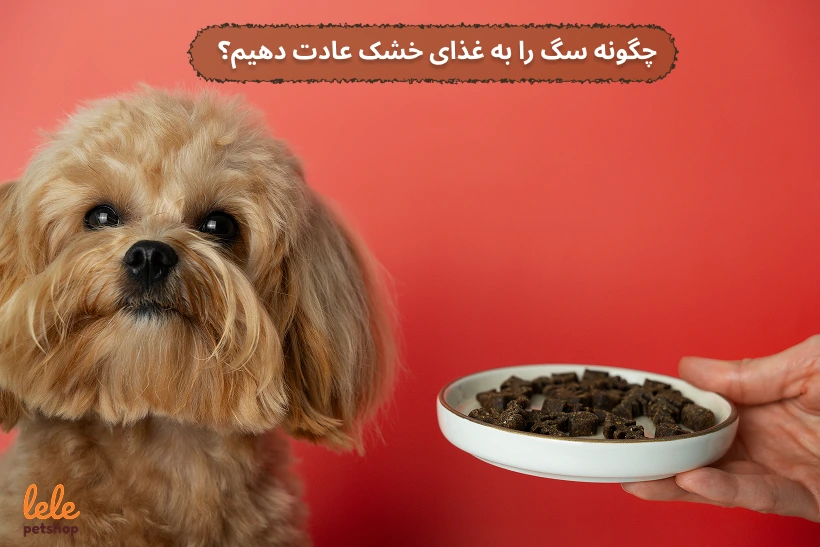 چگونه سگ را به غذای خشک عادت دهیم؟