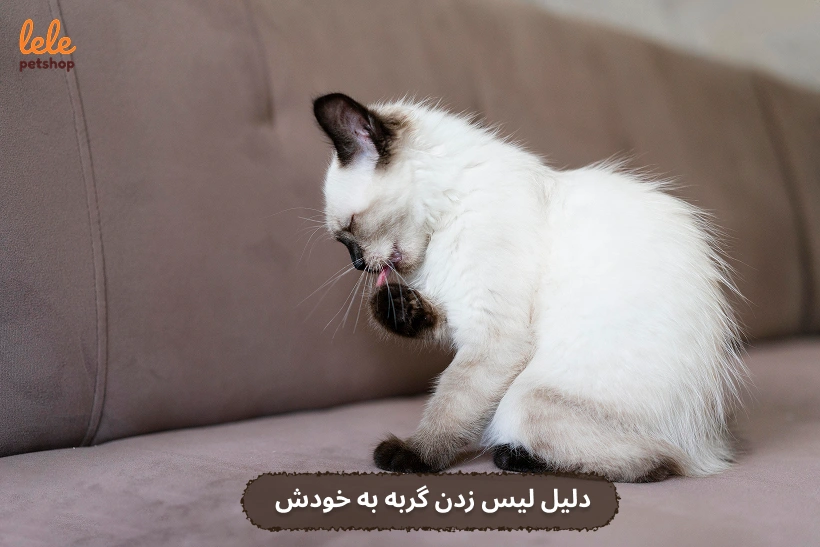 دلیل لیس زدن گربه به خودش