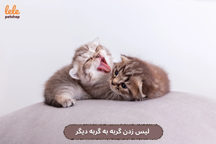 چرا گربه ها همدیگر را لیس میزنند؟