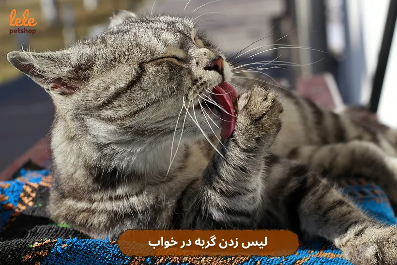 دلیل لیس زدن گربه در خواب