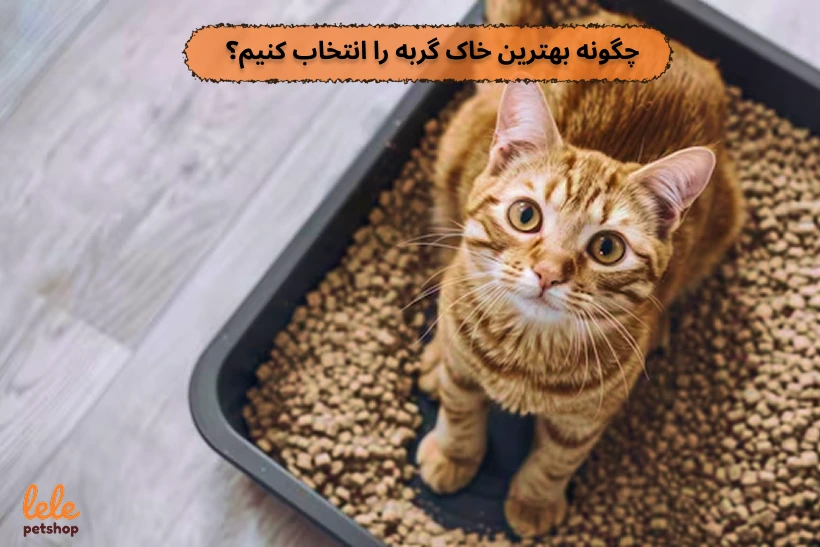 انتخاب خاک گربه مناسب