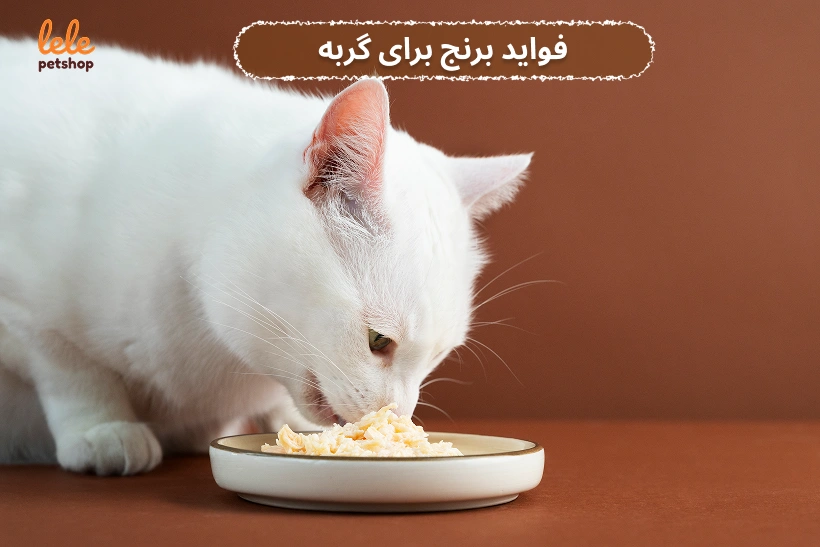 فراید برنج برای گربه