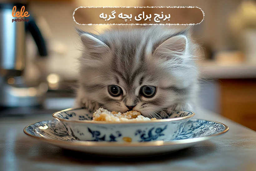 فواید و مضرات برنج برای بچه گربه