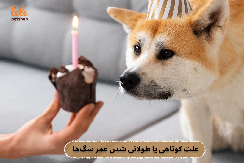 علت کوتاه بودن عمر سگ