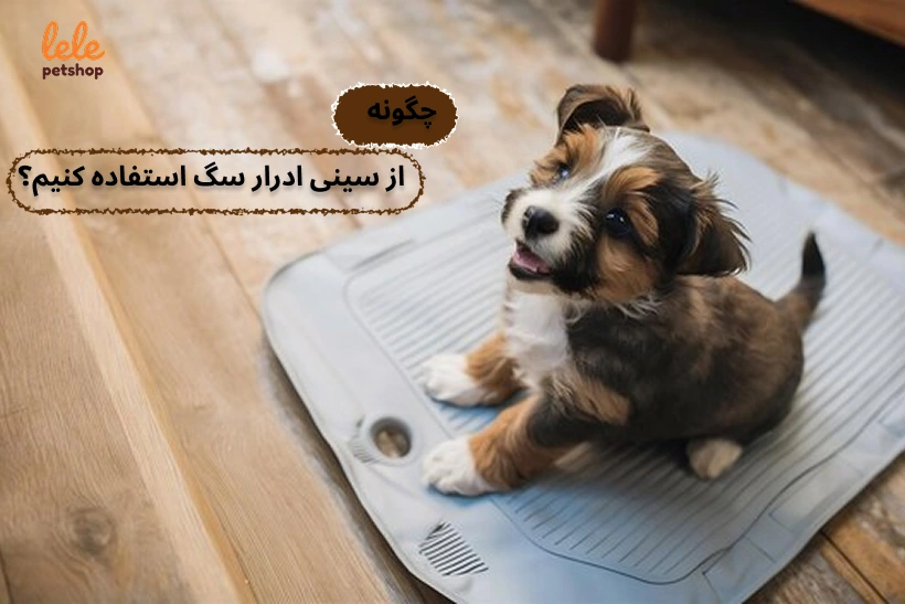 چگونه از سینی ادرار سگ استفاده کنیم؟