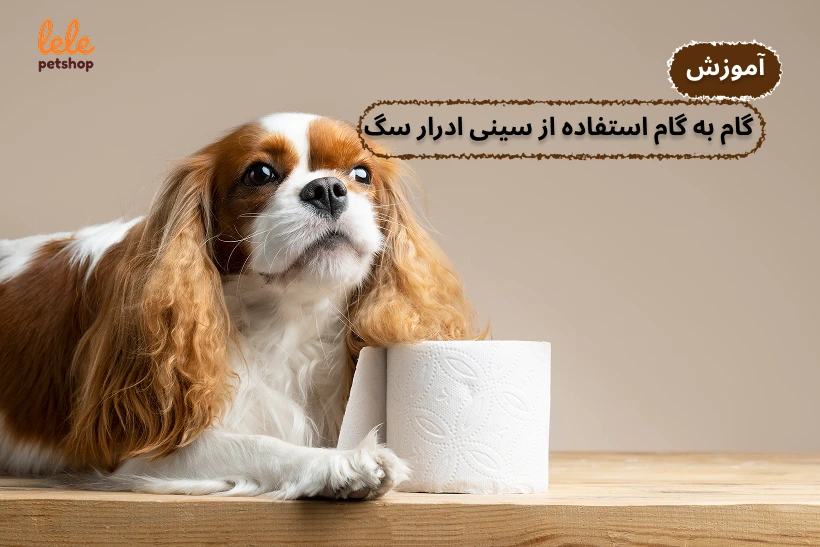 آموزش گام به گام استفاده از سینی ادرار سگ