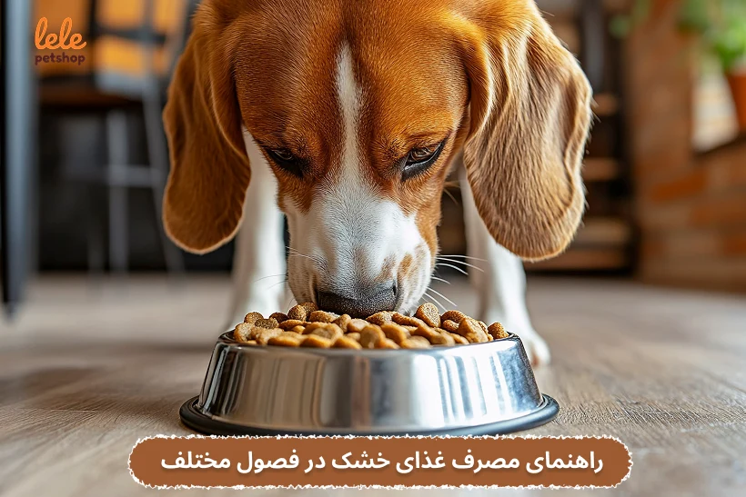 راهنمای مصرف غذای خشک در فصول مختلف