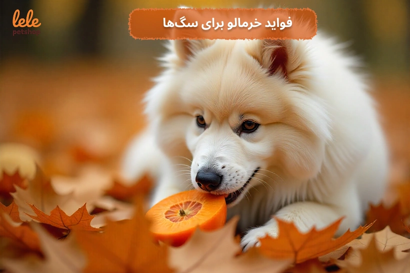 فواید خرمالو برای سگ‌ها