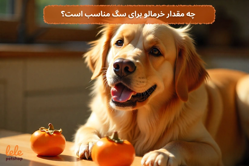  چه مقدار خرمالو برای سگ مناسب است؟