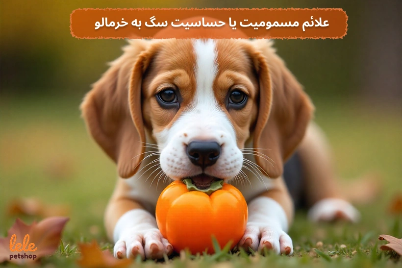 علائم مسمومیت یا حساسیت سگ به خرمالو
