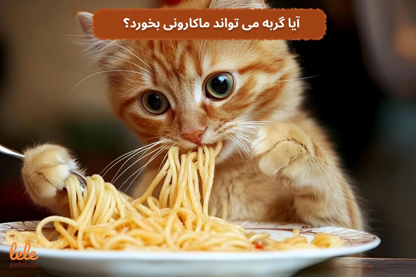 آیا گربه می تواند ماکارونی بخورد؟