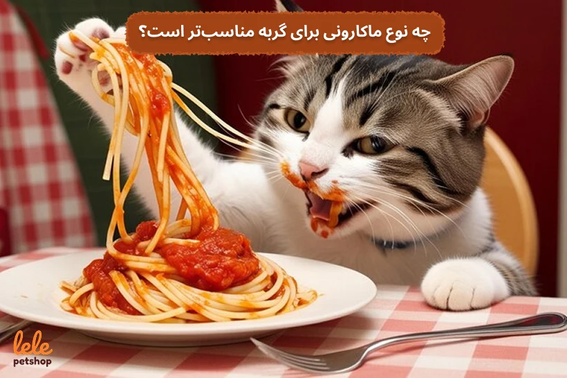چه نوع ماکارونی برای گربه مناسبتر است؟