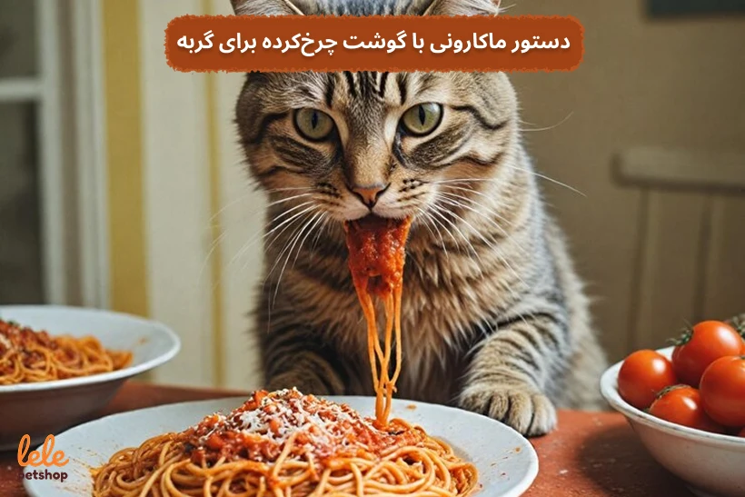 دستور تهیه ماکارونی با گوشت چرخکرده برای گربه