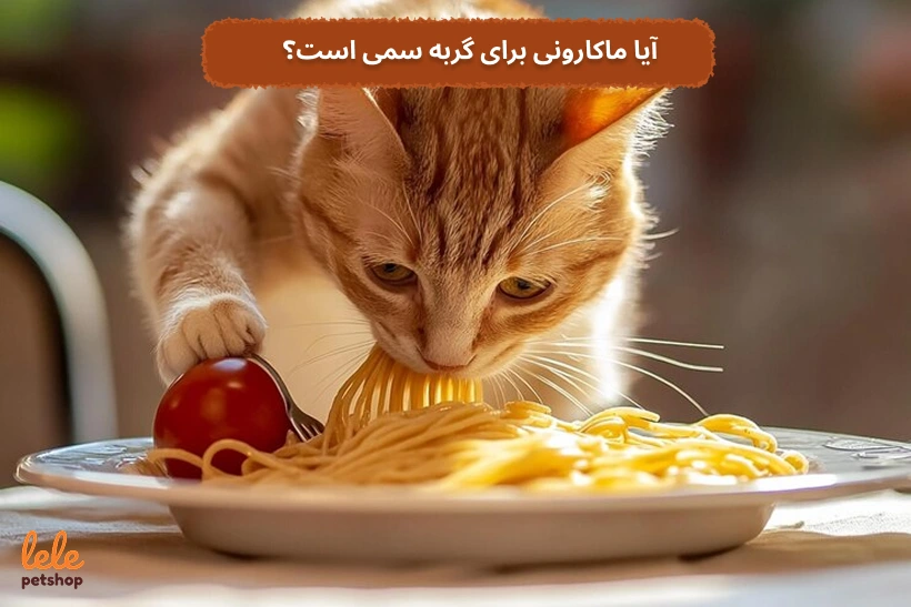 آیا ماکارونی برای گربه سمی است؟