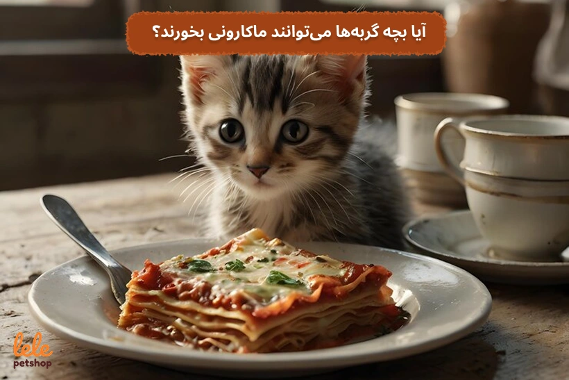 آیا بچه گربهها میتوانند ماکارونی بخورند؟