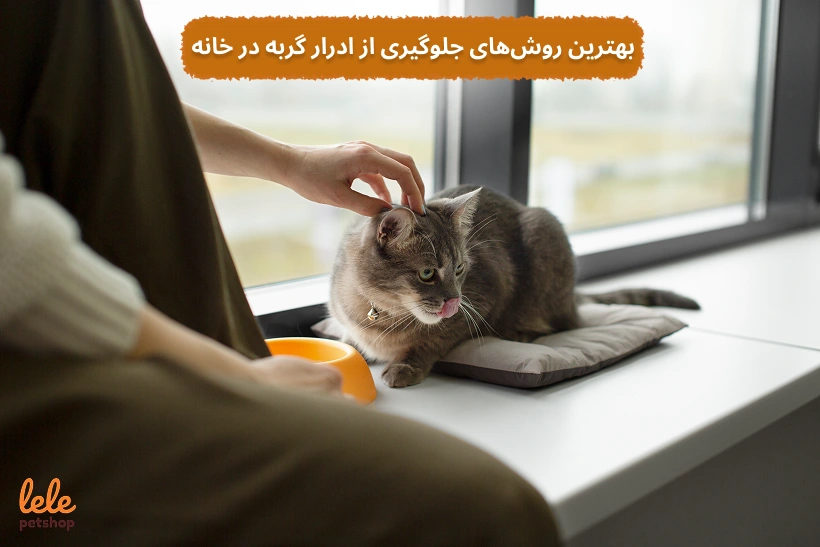 بهترین روشهای جلوگیری از ادرار گربه در خانه