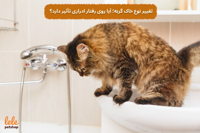 تغییر نوع خاک گربه؛ آیا روی رفتار ادراری تأثیر دارد؟