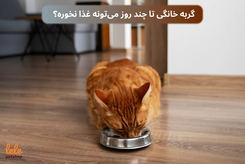 گربه خانگی تا چند روز می‌تونه غذا نخوره؟