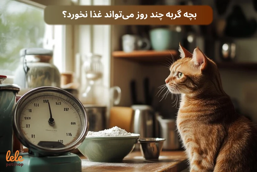 بچه گربه چند روز می‌تواند غذا نخورد؟