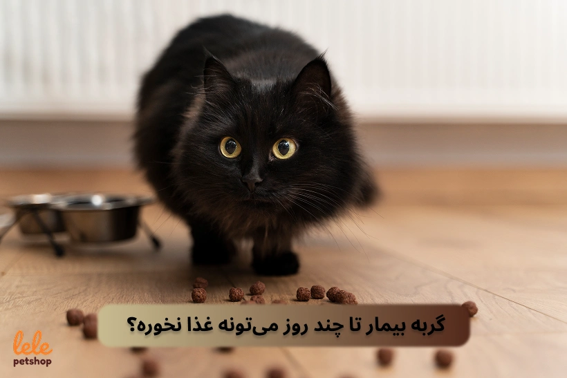 گربه مریض تا چند روز می‌تونه غذا نخوره؟