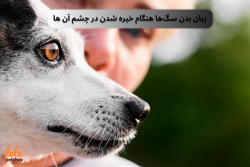 زبان بدن سگ‌ها هنگام خیره شدن در چشم آن ها