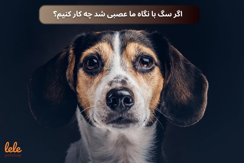 اگر سگ با نگاه ما عصبی شد چه کار کنیم؟