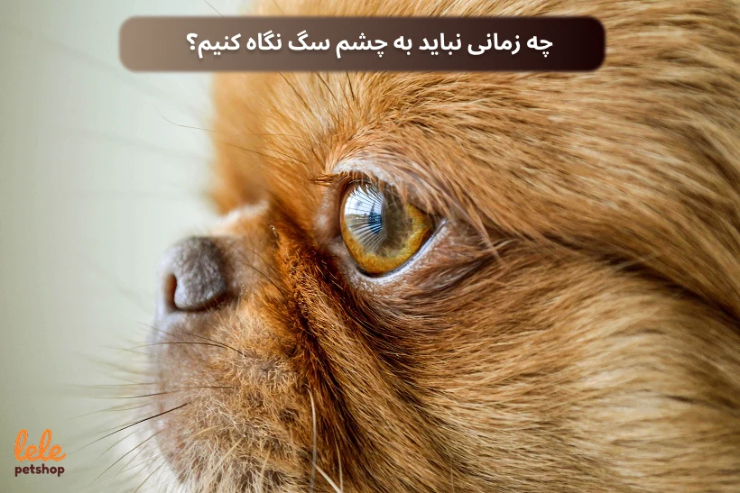 چه زمانی نباید به چشم سگ نگاه کنیم؟
